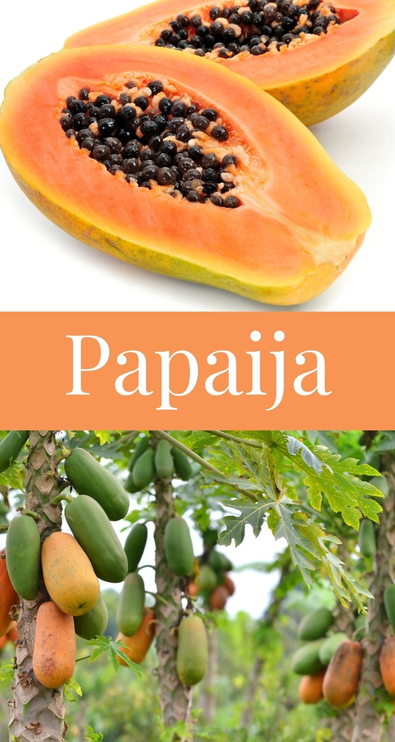 Lähikuva leikatusta papaijasta sekä papaijapuusta jossa panjon hedelmiä eri kypsyysasteissa.